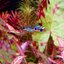 Wild rainbow guppy, Peacock version.1คู่ (ผู้+เมีย)