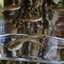 Campoma No.43,Lavender, Pure wingei 1คู่ (ผู้+เมีย)