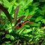 Campoma #28 Pure wingei. 1คู่ (ผู้+เมีย)