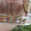 Campoma No.50, Pure wingei 1คู่ (ผู้+เมีย)