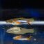 Campoma #47 Blue star, Pure wingei.1คู่ (ผู้+เมีย)