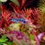 Wild rainbow guppy, Peacock version.1คู่ (ผู้+เมีย)